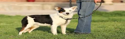 Mixed Breed dogs for sale: Congo - Texas Heeler - Ad 1