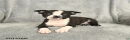 Boston Terrier dogs for sale: Barkley - Ad 3