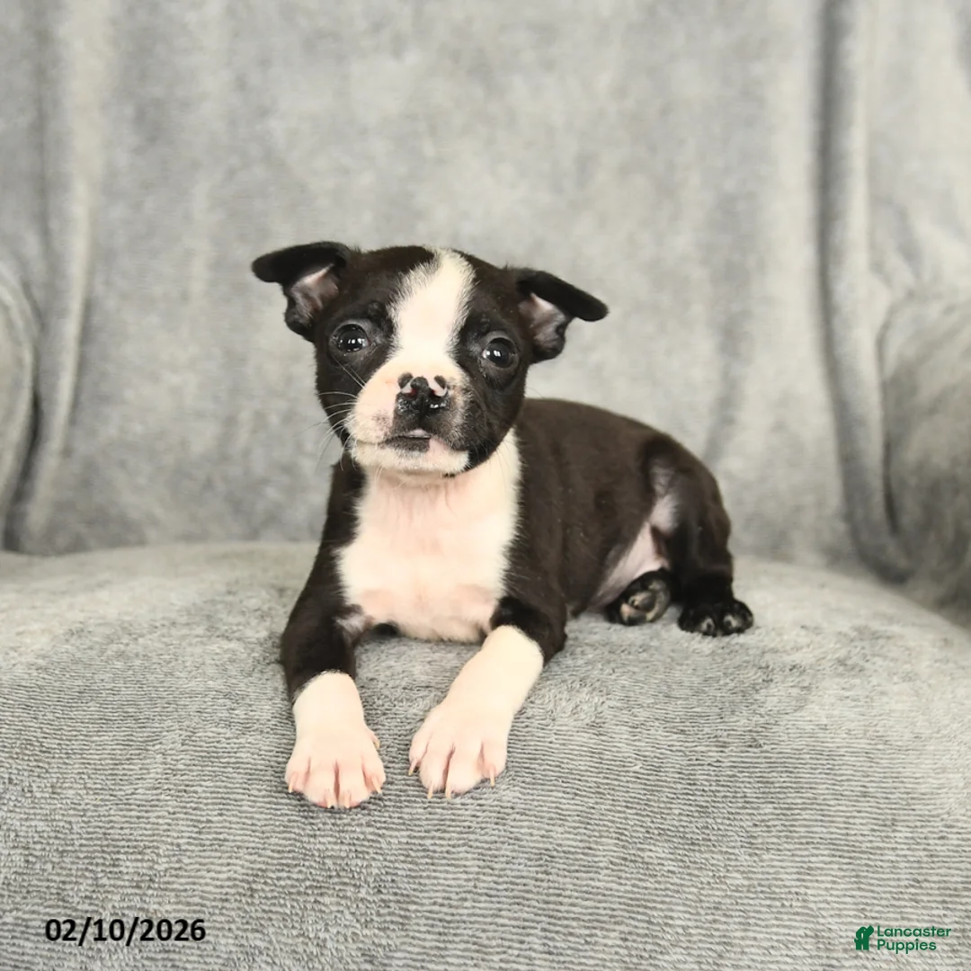 Boston Terrier dogs for sale: Barkley - Ad 3