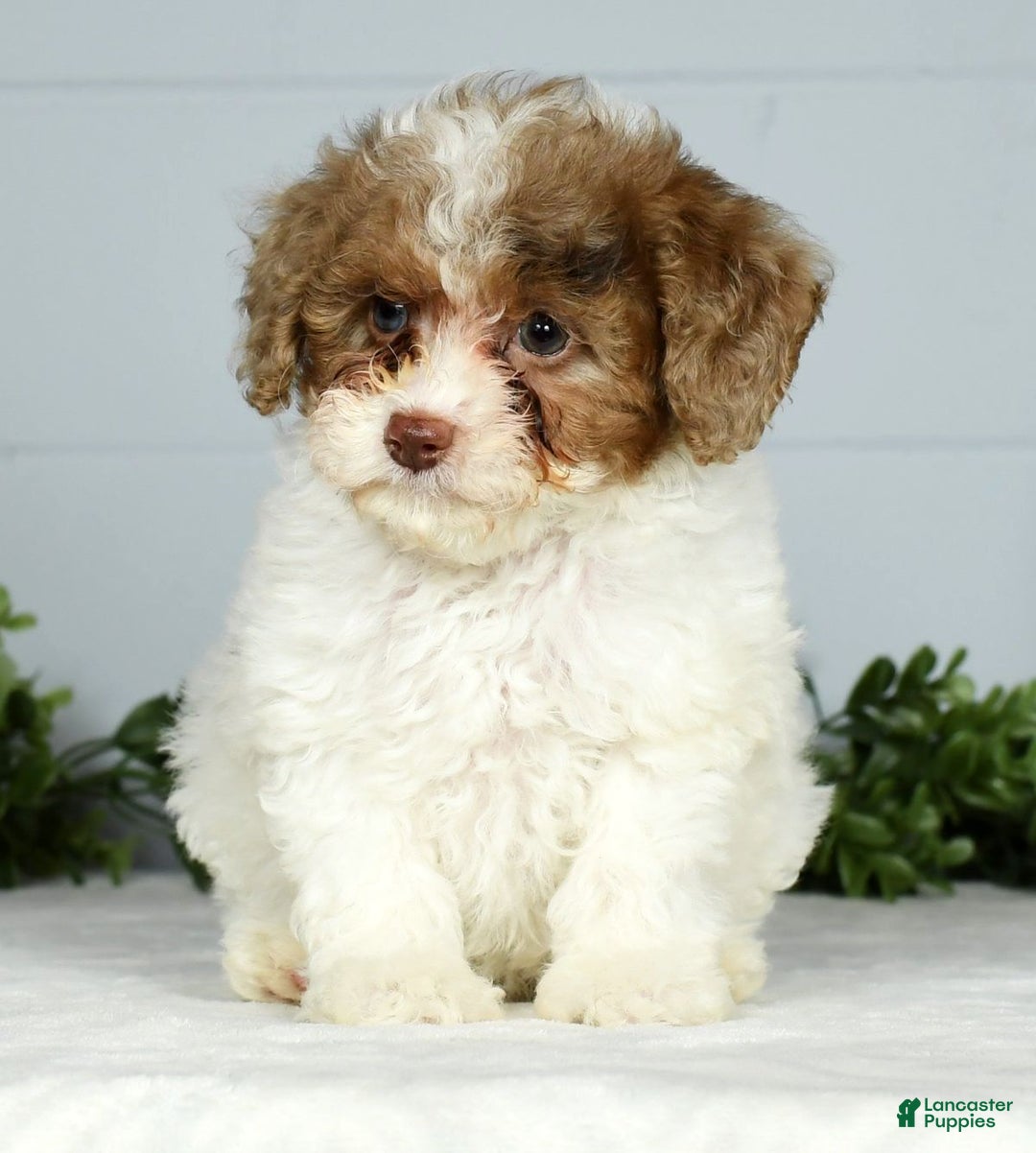 Miniature Poodle dogs for sale: Joy - Ad 8
