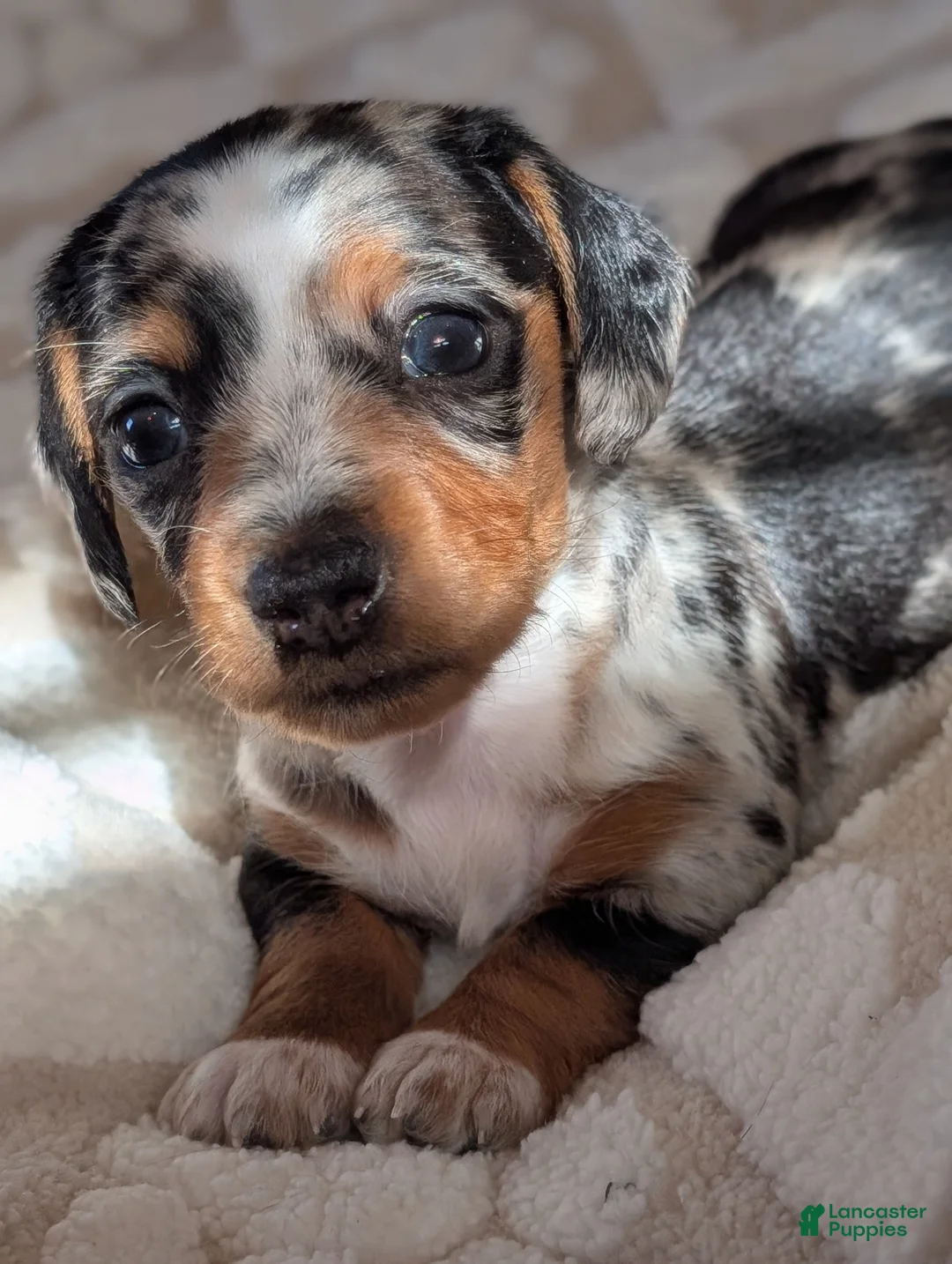 Miniature Dachshund dogs for sale: Miniature Dachshund Puppy 1 - Ad 10