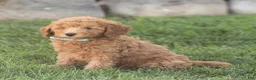 Mini Goldendoodle dogs for sale: Liam Miniature Goldendoodle  - Ad 3