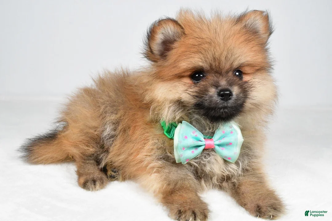 Pomeranian dogs for sale: Fritz - Ad 1
