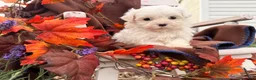 Maltese dogs for sale:  Tilly - Ad 3