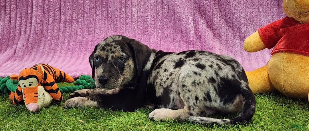 Catahoula Leopard Week Old Great Dane Catahoula Leopard Dog