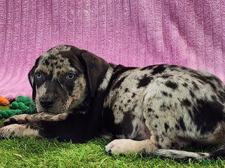Catahoula Leopard Dog dogs Duchess 2025 Female 3 - Ad 18