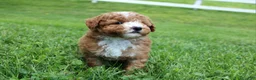 Miniature Poodle dogs for sale: AKC Blaze - Ad 3