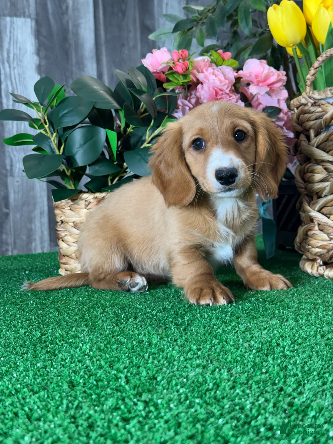 Dachshund dogs for sale: Dallas  - Ad 2
