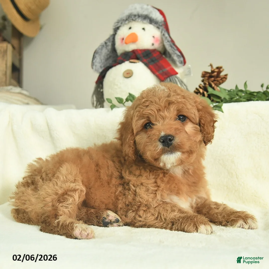 Goldendoodle dogs for sale: Daisy   - Ad 3