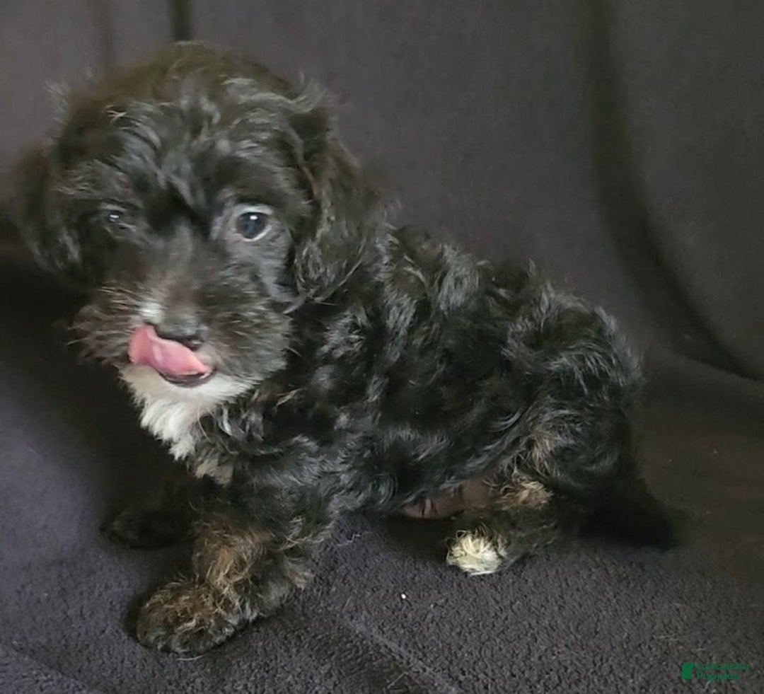 Yorkiepoo dogs for sale: Buster - Ad 4