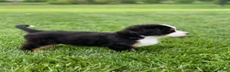 Bernese Mountain Dog dogs for sale: Elvis - Ad 6