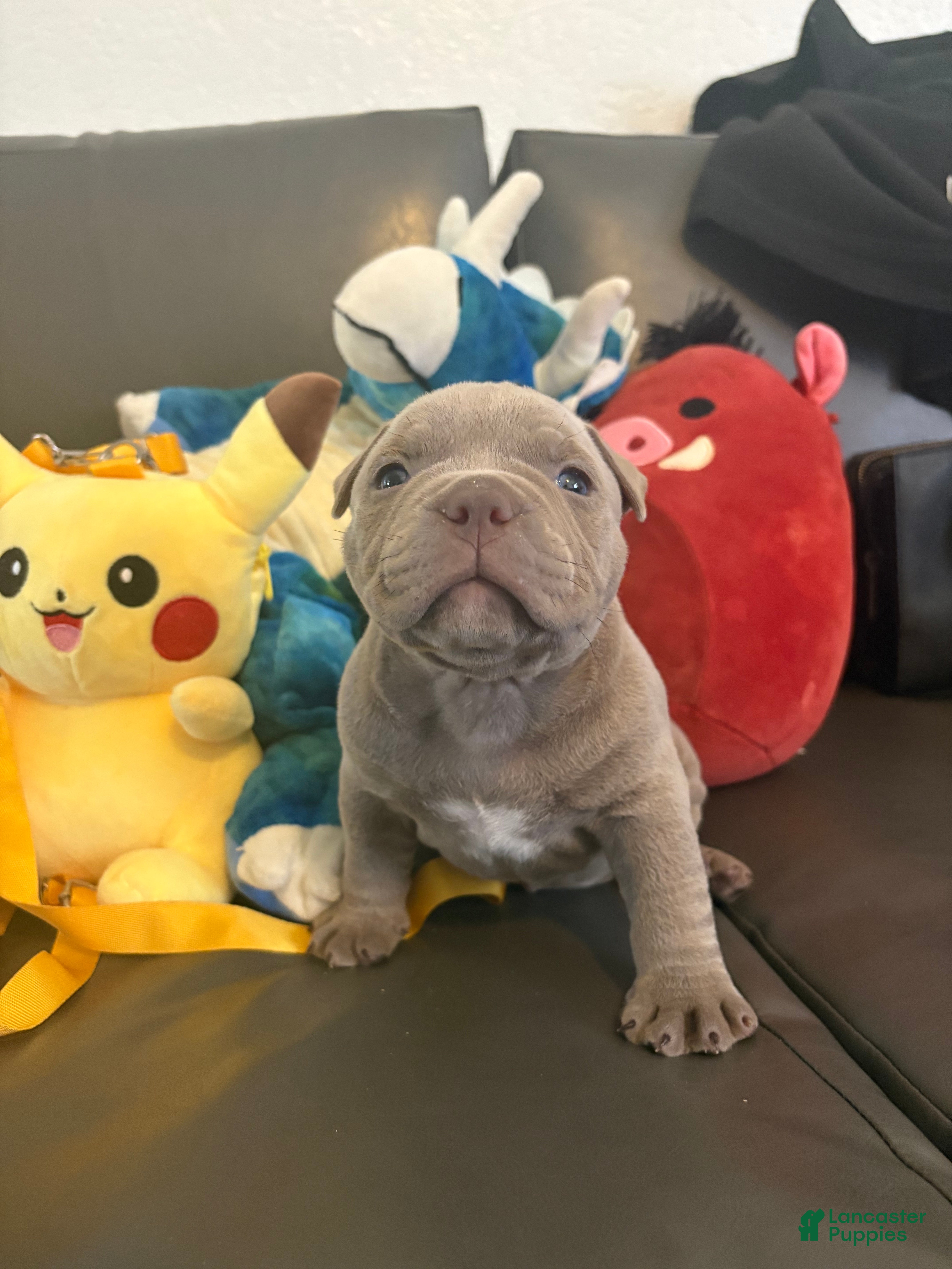 American Bully dogs American Bully 4 - Ad 17
