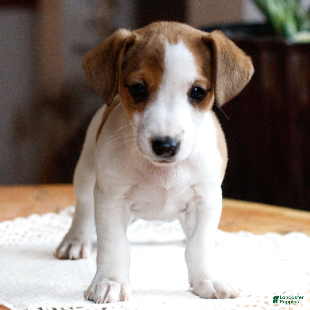 Jack Russell Terrier dogs for sale: Theresa  - Ad 1