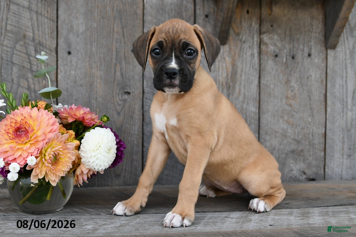 Boxer dogs Ashley - Ad 2