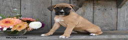 Boxer dogs for sale: Ashley - Ad 2