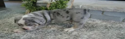 Olde English Bulldogge dogs for sale: Gunner - Ad 3