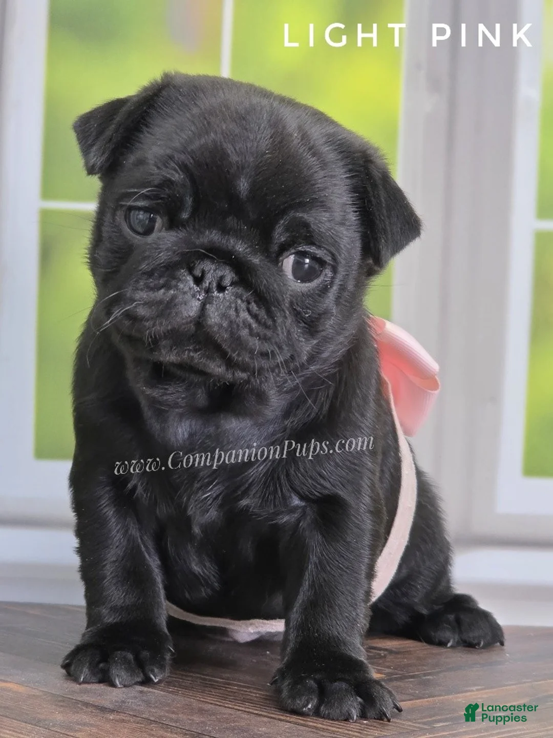 Pug dogs for sale: Light Pink - Black Female Pug - Champion Lines! - Ad 1