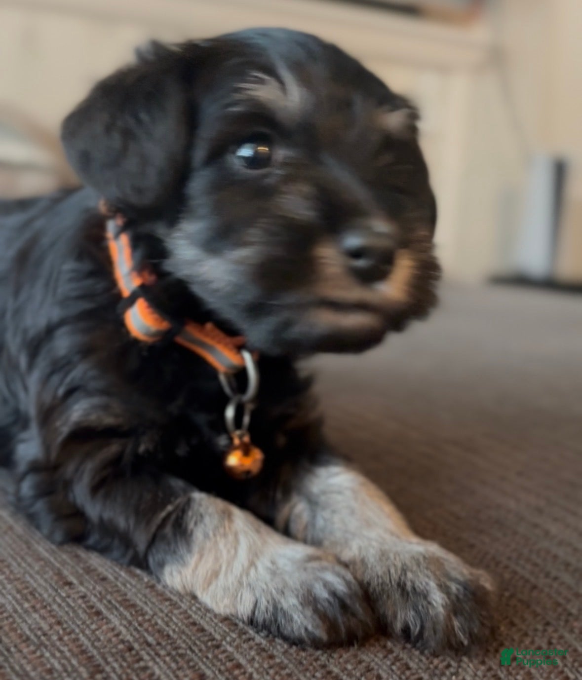 Miniature Schnauzer dogs Miniature Schnauzer Puppy 1 - Ad 5
