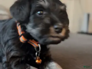 Miniature Schnauzer dogs Miniature Schnauzer Puppy 1 - Ad 5