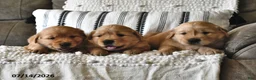 Golden Retriever dogs for sale: Zilla - Ad 5