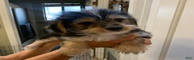 Shorkie 1