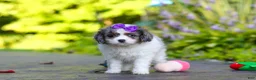 Cavapoo dogs for sale: Katie - Ad 4