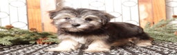 Morkie dogs for sale: Flash - Ad 1