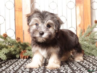 Morkie dogs Flash - Ad 10