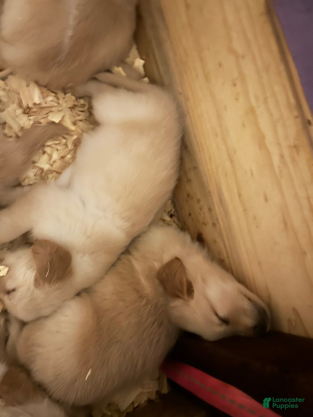 Golden Retriever dogs for sale: Yellow - Ad 1