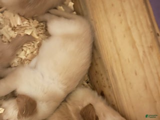 Golden Retriever dogs Yellow - Ad 18