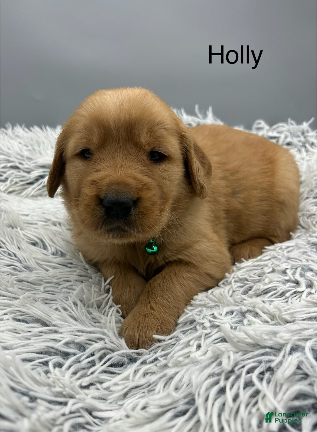 Golden Retriever dogs for sale: Golden Retriever Puppy -Holly - Ad 7
