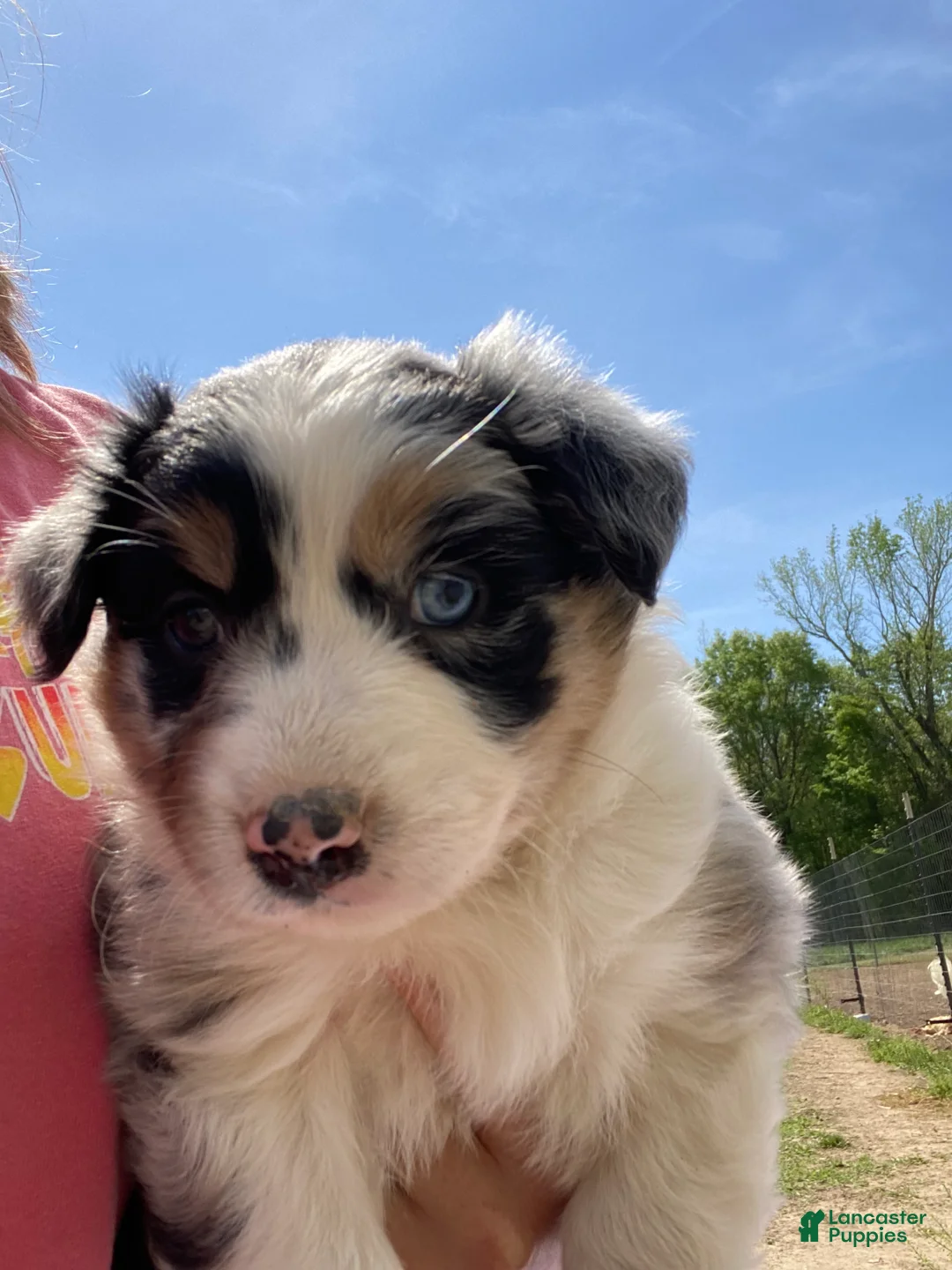 Australian Shepherd dogs for sale: Little Red - Ad 5