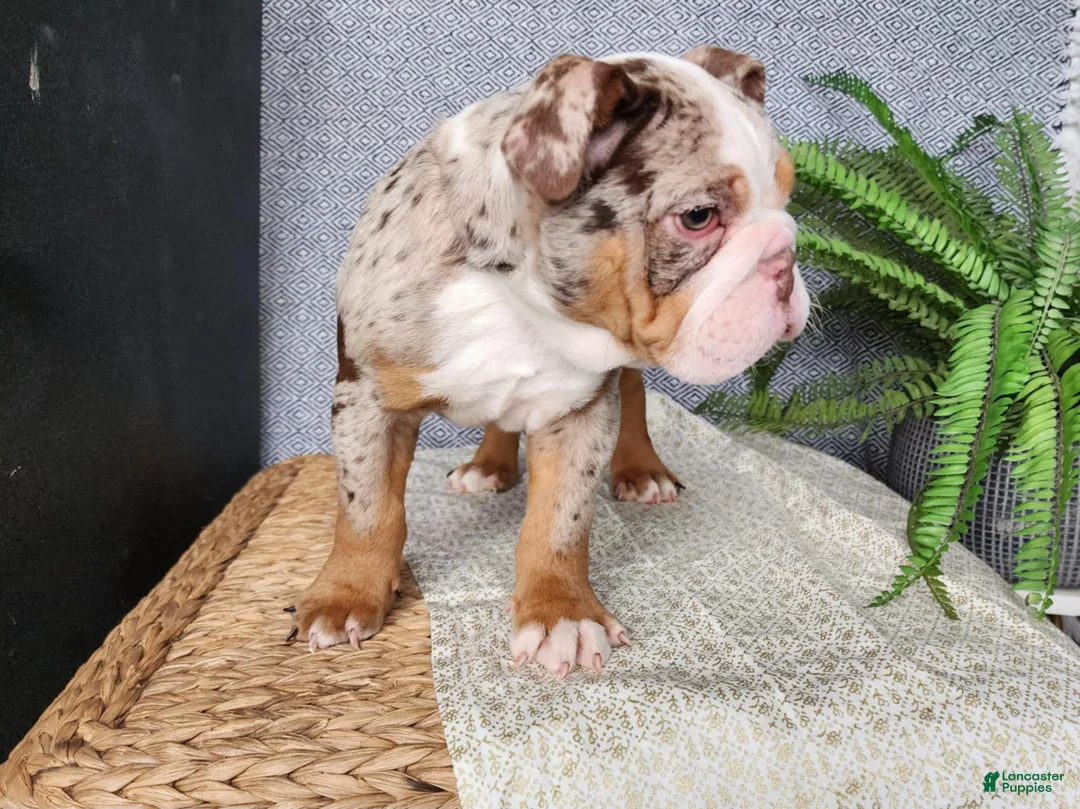English Bulldog dogs for sale: Fletch - Ad 21