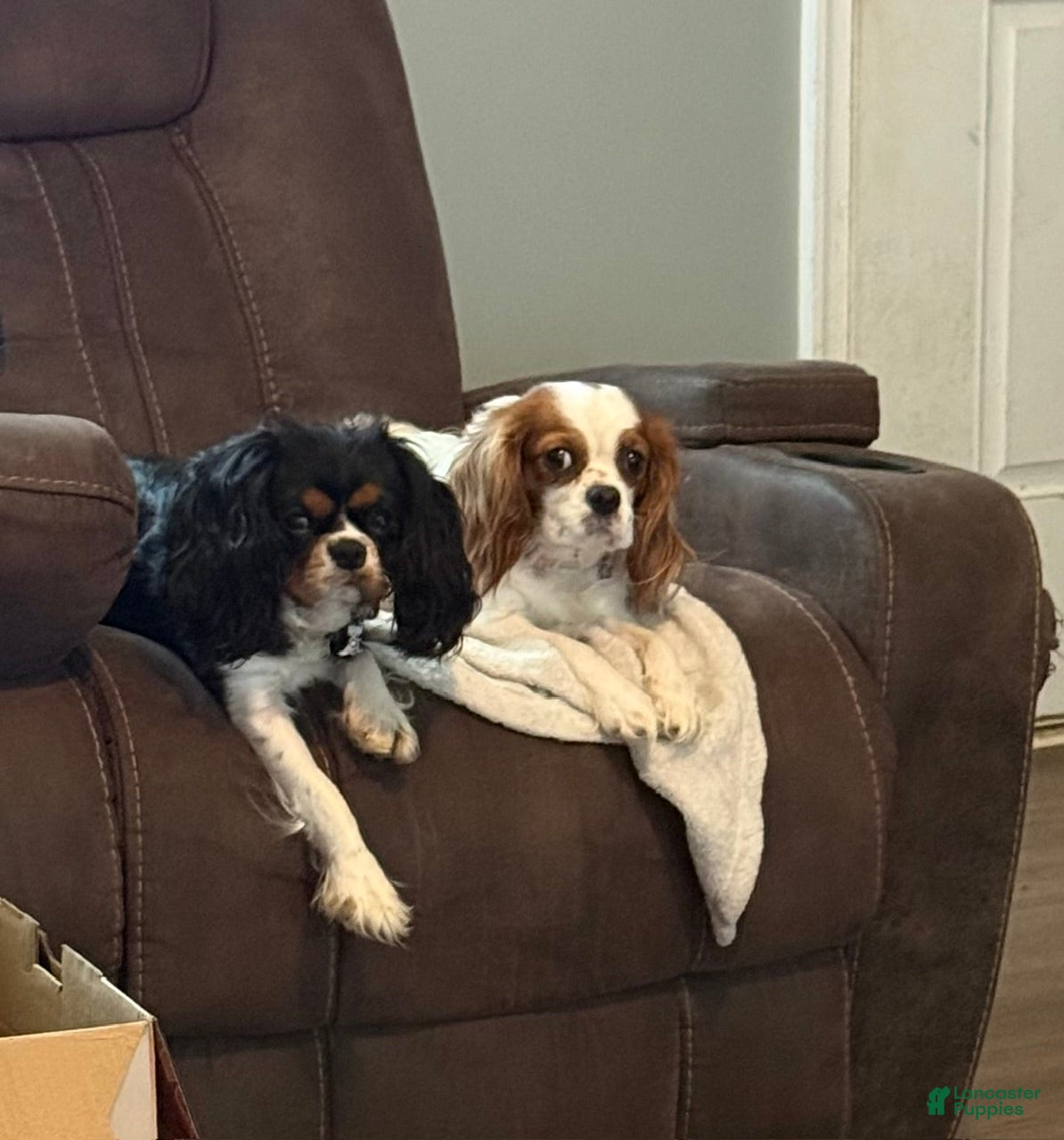 Cavalier King Charles Spaniel dogs for sale: Cavalier King Charles Spaniel - Chester - Ad 5