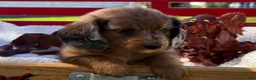 Miniature Dachshund dogs for sale: Barry - Ad 8