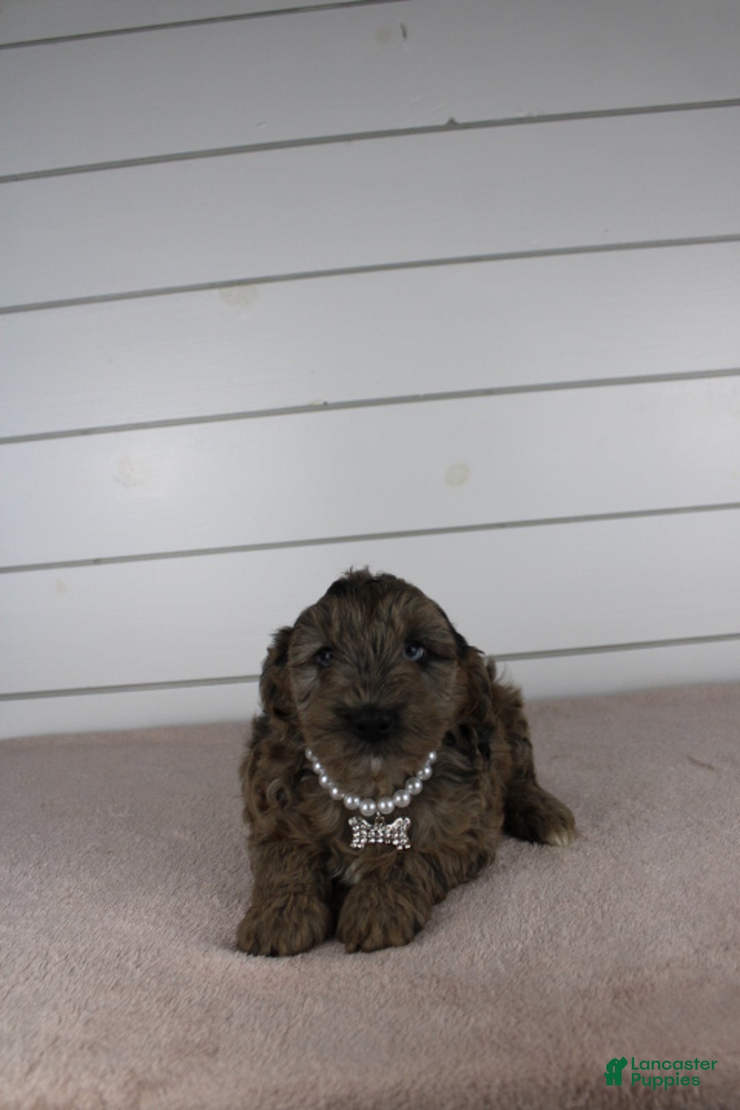 Yorkiepoo dogs for sale: FELIX - Ad 8