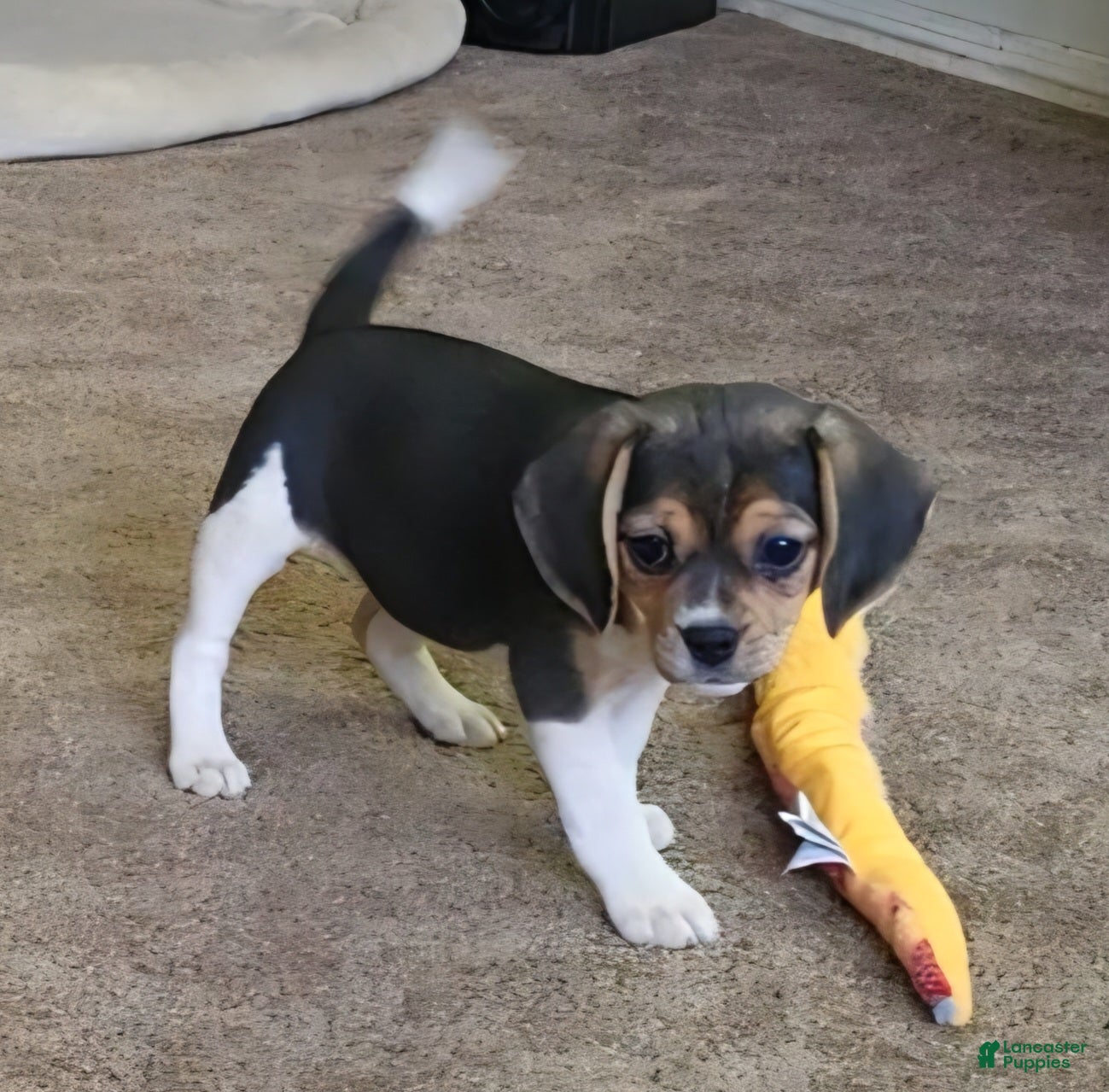 Puggle dogs Ginger - Ad 15