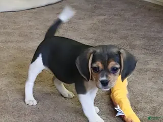 Puggle dogs Ginger - Ad 15