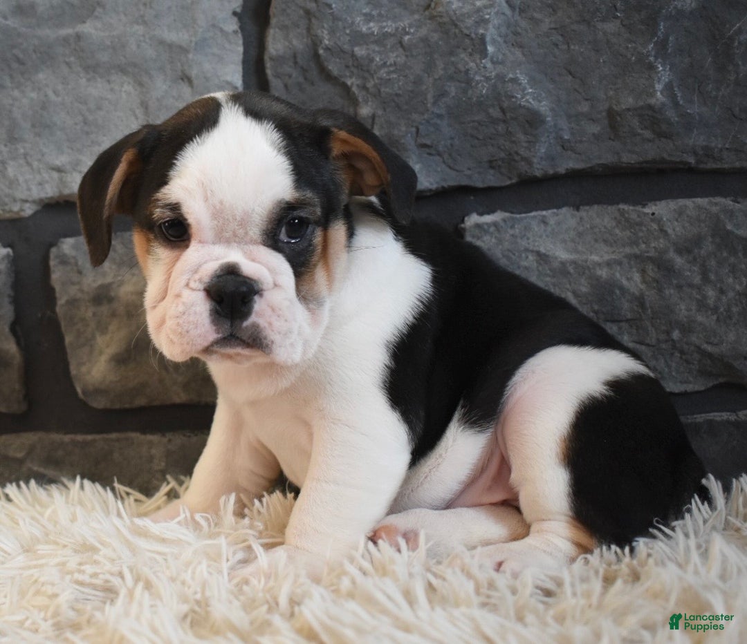 Mixed Breed dogs for sale: Biscuit  - Ad 2