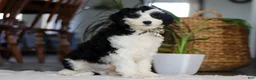 Sheepadoodle dogs for sale: Thumper - Ad 4