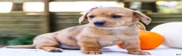 Mixed Breed dogs for sale: Coco - Ad 26