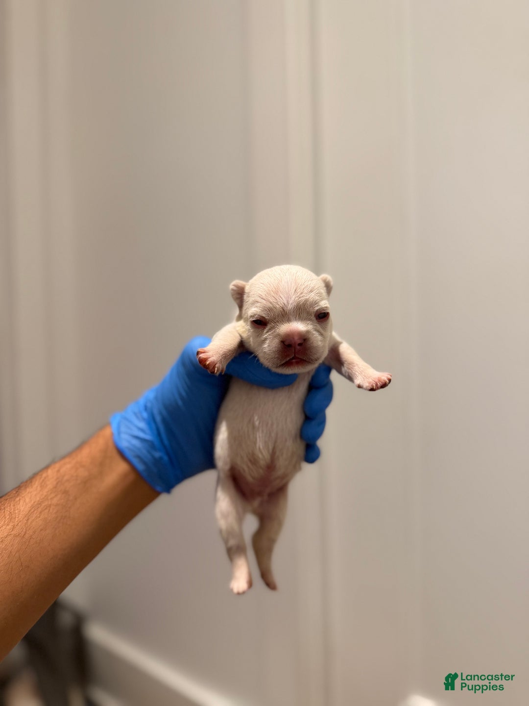 French Bulldog dogs for sale: Frost - Ad 3