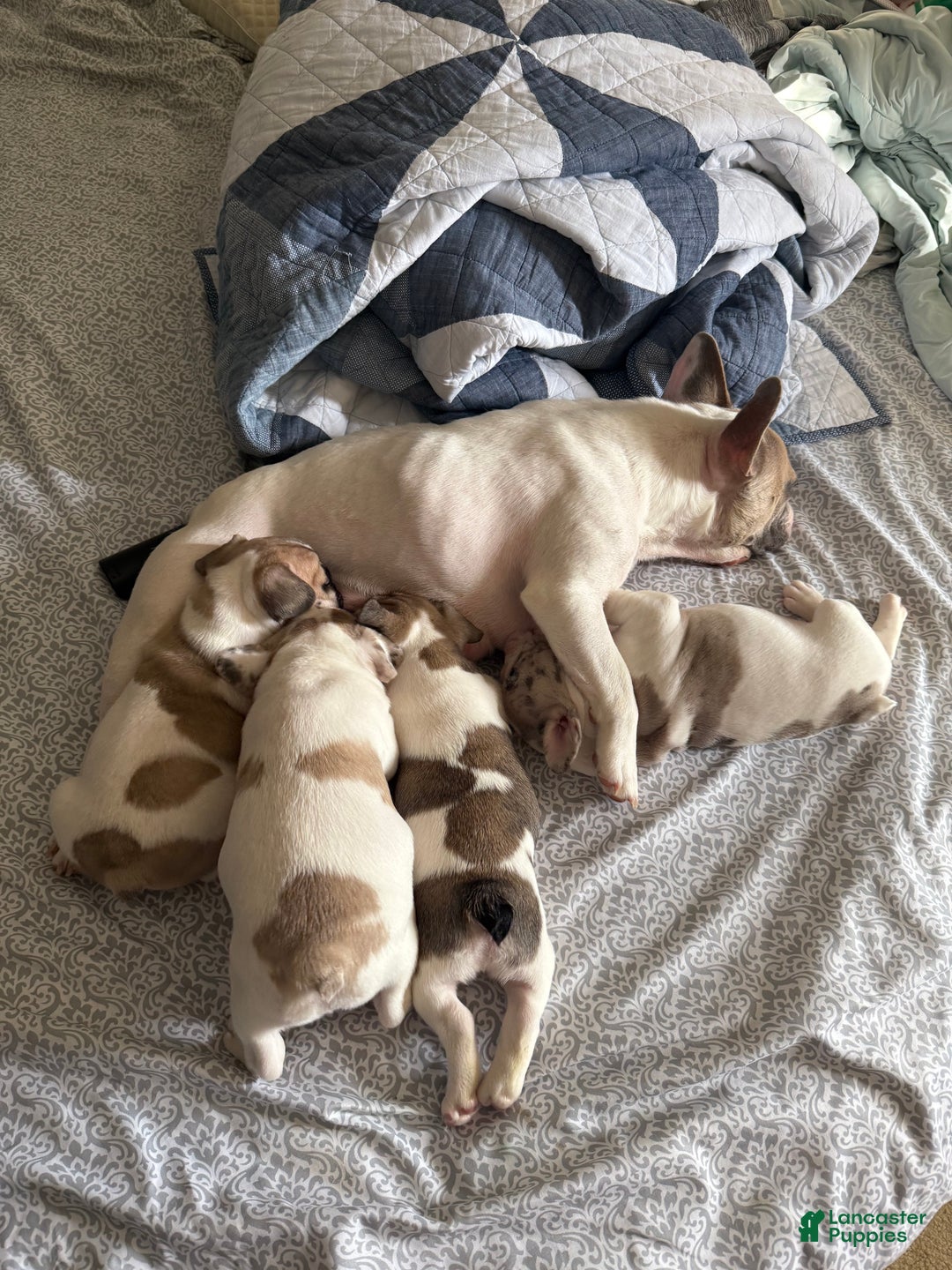 French Bulldog dogs for sale: Charlie  - Ad 4