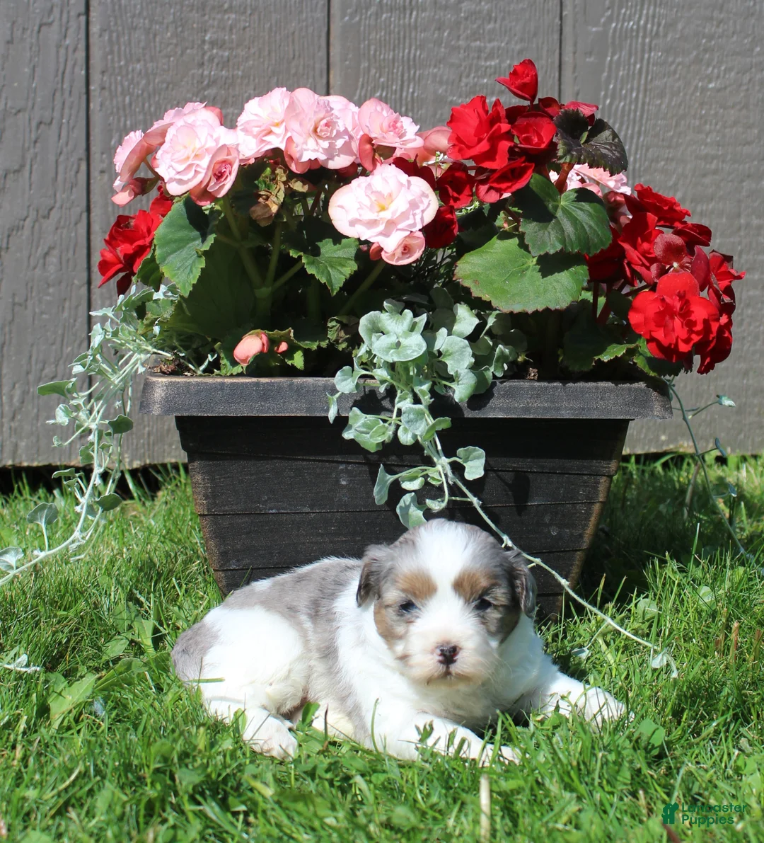 Shihpoo dogs for sale: Shihpoo *Ace* - Ad 1