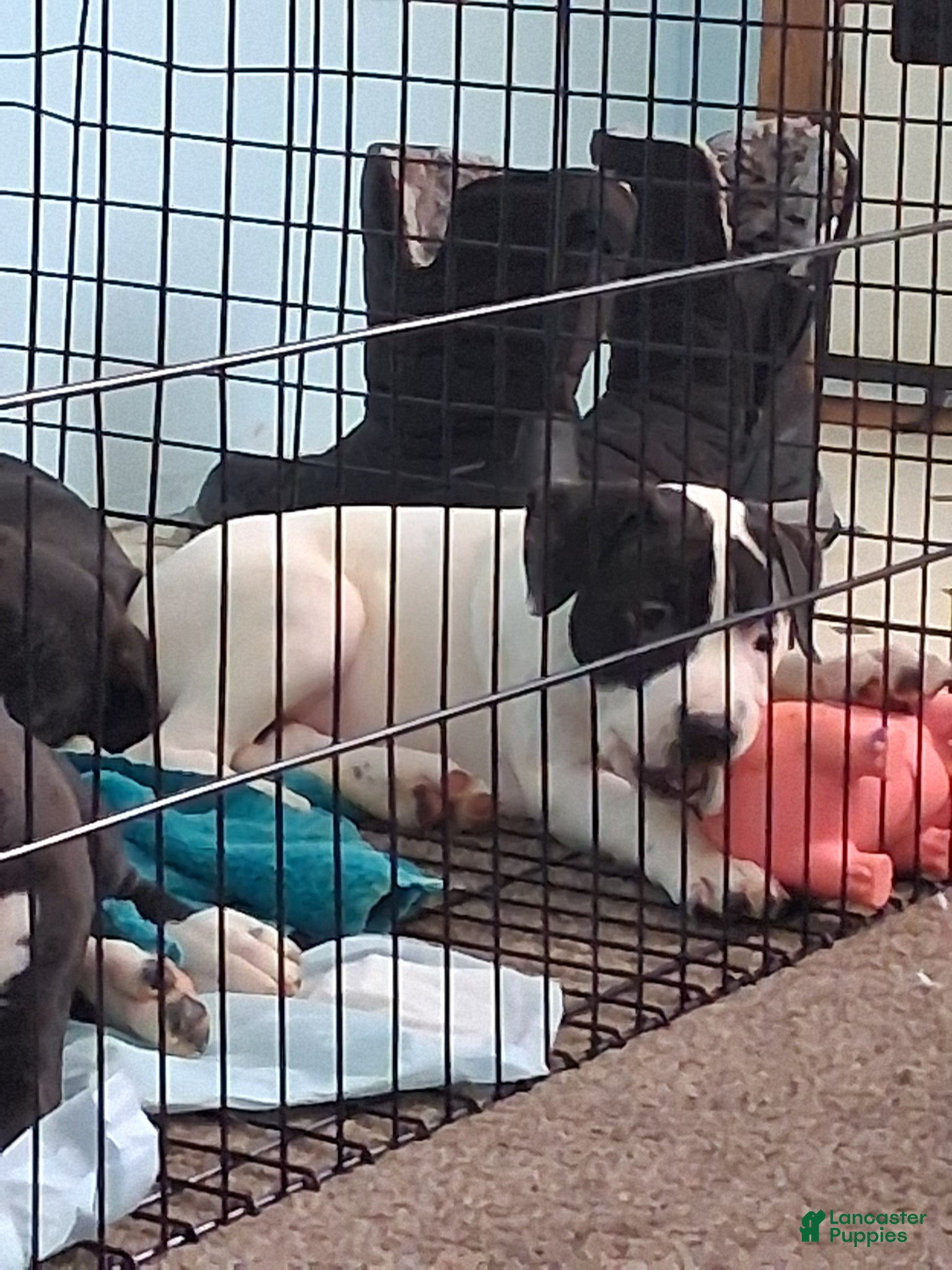 Mixed Breed dogs Campbell  - Ad 2