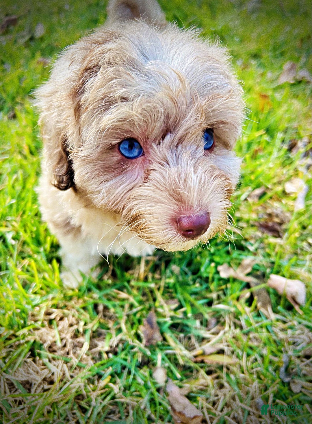 Havapoo dogs for sale: Willow - Ad 7