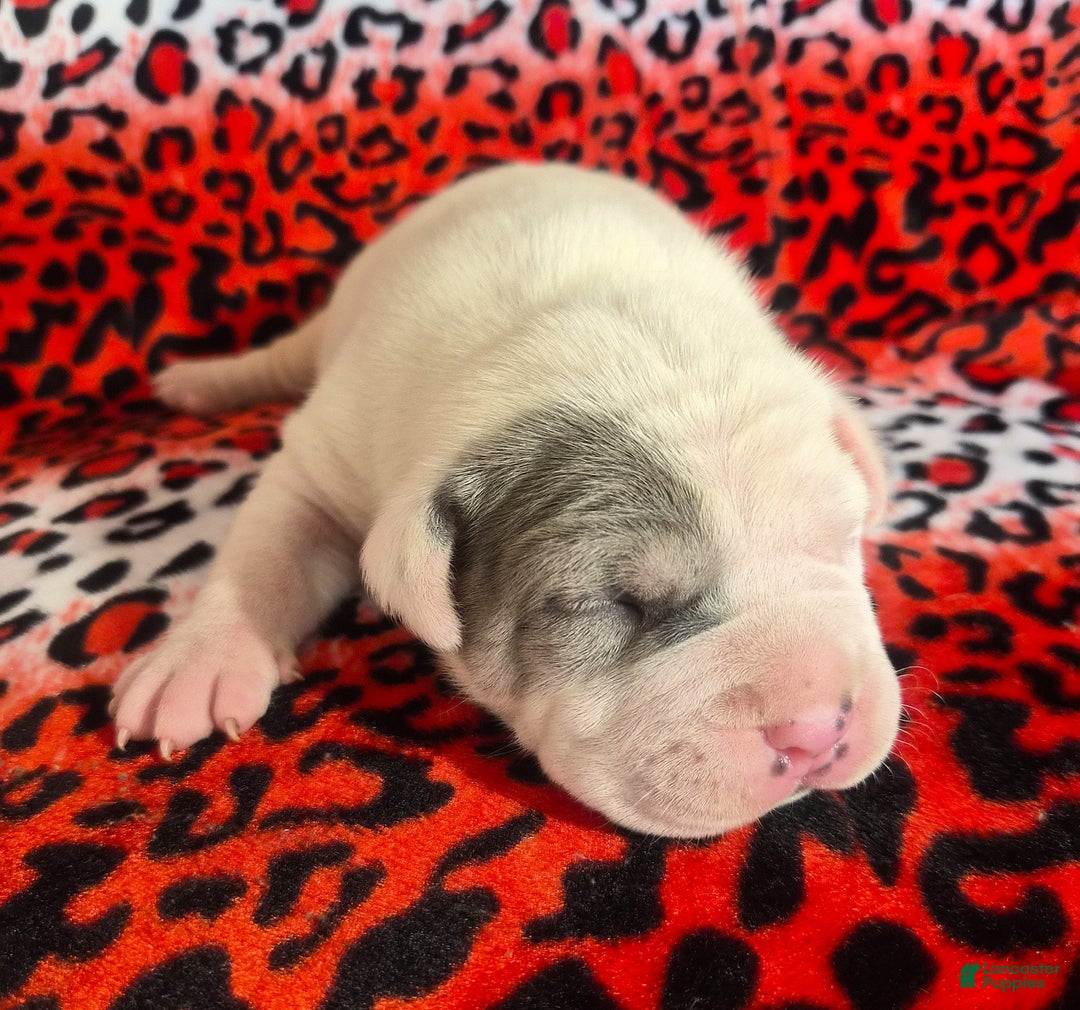 Mixed Breed dogs for sale: "WOLVERINE" - Ad 9