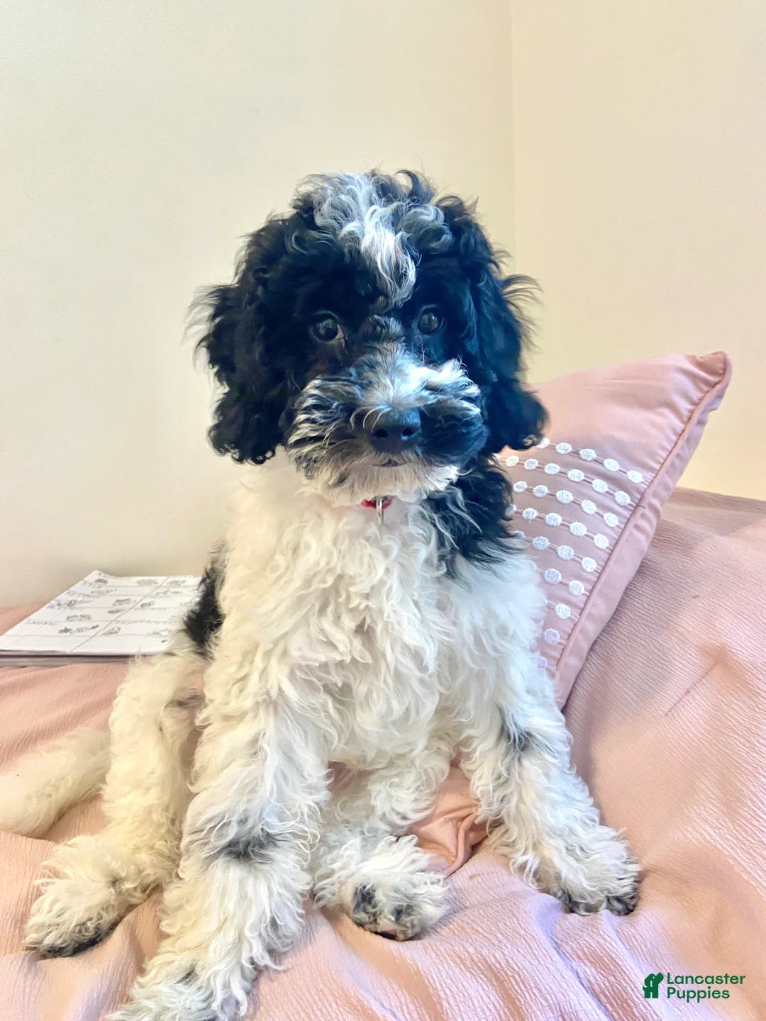 Cavapoo dogs for sale: Jasper - f1b mini cavapoo - Ad 1