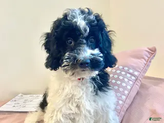 Cavapoo dogs Jasper - f1b mini cavapoo - Ad 31