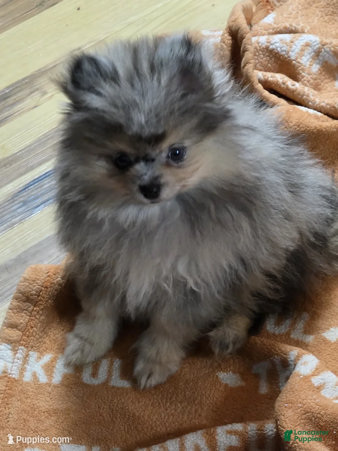 Pomeranian dogs for sale: Akc Jenny  - Ad 2